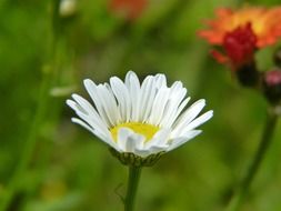 cute white daisy flower close-up