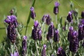 beautiful lavender