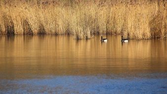 birds on the lake in the reeds