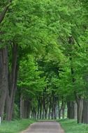 alley in the forest among green trees