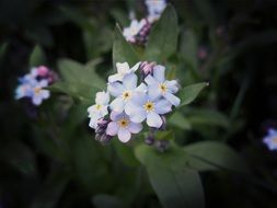 Light blue flowers on a green plant