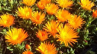field of flowers