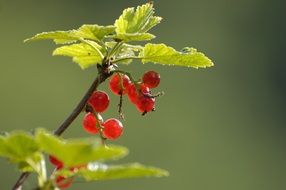 red berries of the currant