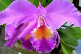 purple indonesian orchid close-up on blurred background