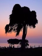 Landscape with the sunset behind the trees