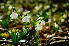 Photo of natural snowdrop
