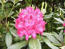 rhododendron flowers in the orchard