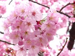 blooming sakura in spring