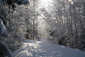 road among the trees in the snow in winter