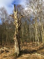 unusual tree in the forest