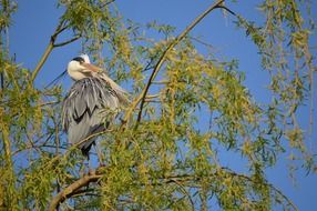 attractive heron bird