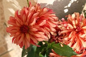 Beautiful orange dahlia flowers