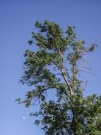 tall green tree on a background of blue sky and moon