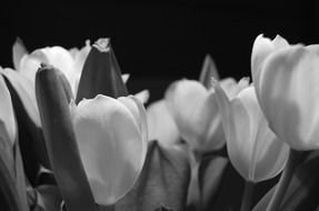 Black white photo of a bouquet of tulips on a blurred background