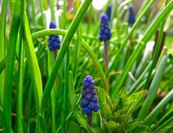 purple grape hyacinth in the garden