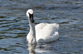 white swan on the river in yellowstone