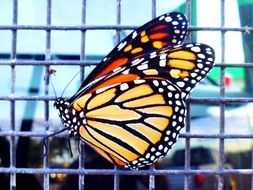 butterfly on grid