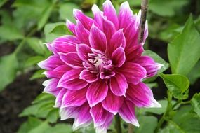 Beautiful purple and white dahlia flower