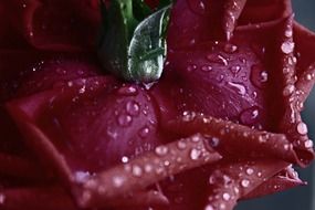 burgundy rose in water drops