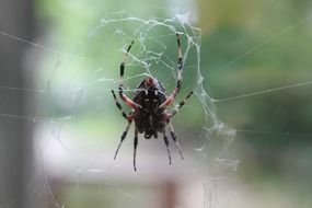 spooky spider