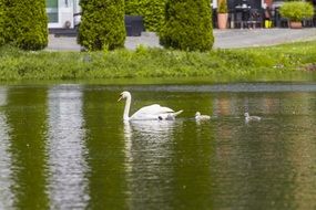 swan with chicks on the pond in the park