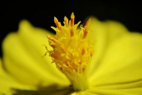 yellow flower pestle