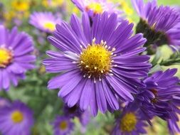 purple petals yellow core forest flower