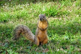 Squirrel stands on the green grass in the park