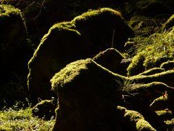 Green moss on the trees in the forest