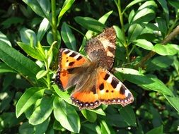 peacock butterfly on green bush close up