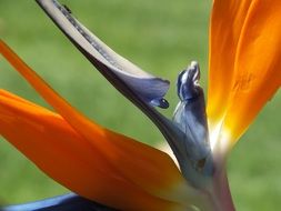 beautiful bird of paradise closeup