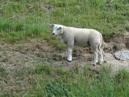 Landscape with the beautiful and cute sheep among the green grass in Netherlands