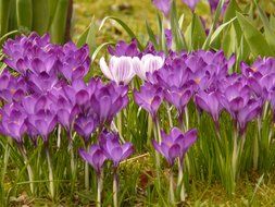 colorful crocus on the meadow