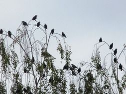 flock of migratory birds on trees