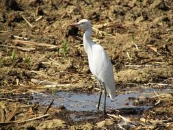 majestic crane bird portrait in india