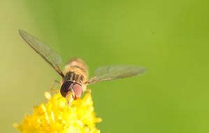 insect with big eyes on a blossoming bud