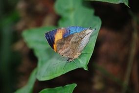 butterfly proboscis on leaf macro