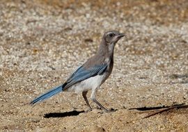 wild bird in oregon