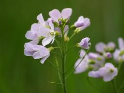 heath orchid light purple blossom