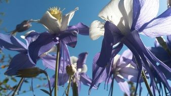 columbine flowers or buttercups