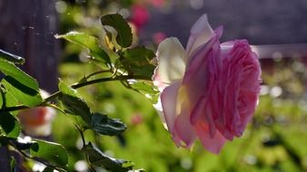 pink delicate rose in the garden