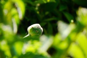 green bud of poppy at blurred background