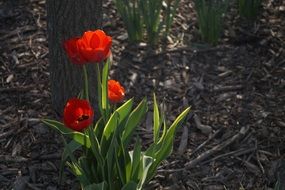 red tulip in a forest