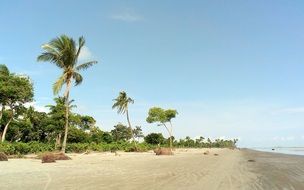 palm trees on yellow empty beach