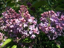 lilac purple violet