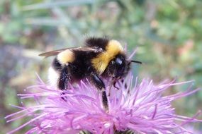 honey bee on thistle flower