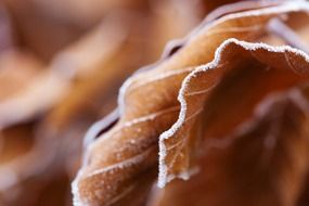frozen autumn leaves