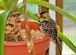 exotic african barbet