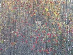 berries as a decoration of autumn
