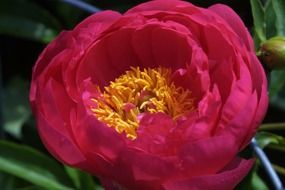 flower blossom in the springtime